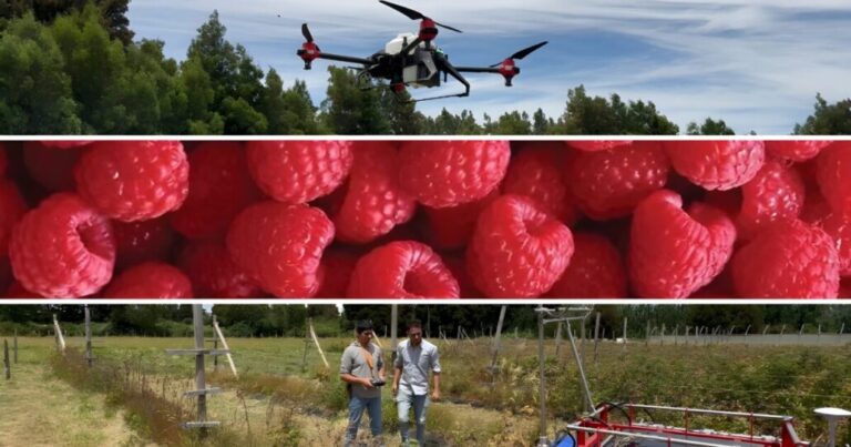 Culmina con éxito el proyecto “Agroceler: Fruticultura 4.0”: un impulso tecnológico para los agricultores del Biobío