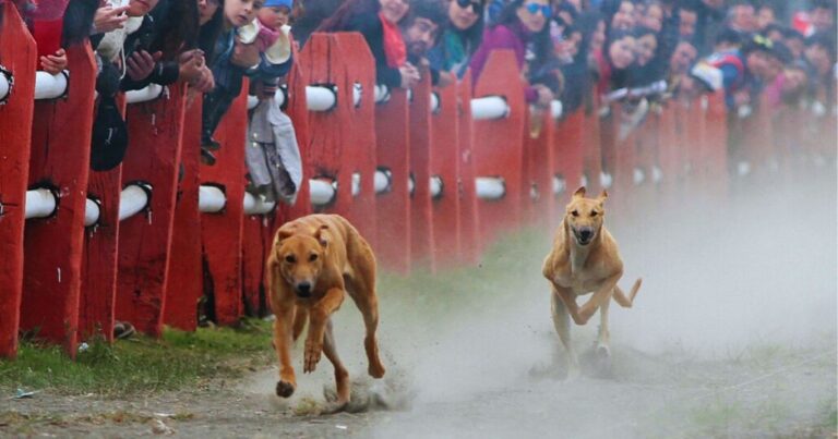 Controversia por ley contra carreras de perros ¿Qué votaron los diputados del Biobío y Ñuble?