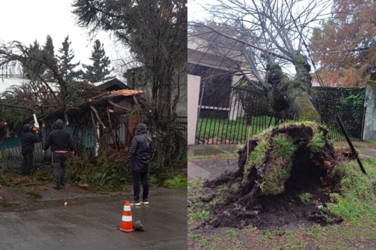 Caída de árboles y voladuras de techos: Los Ángeles se mantiene en emergencia por sistema frontal