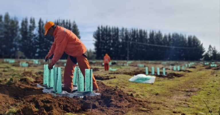 Inician restauración de bosque nativo a gran escala en la Región del Biobío