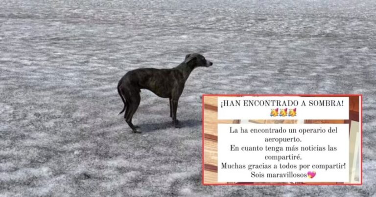 Argentino perdió a su mascota en una escala en Paris y recibió «apoyo real»: el hermano de la princesa de Gales ayudó a encontrarlo