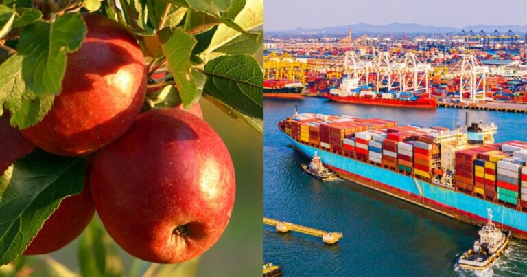 Frutas, divisas y tecnología: Cómo los exportadores están blindando sus ganancias en un mundo globalizado