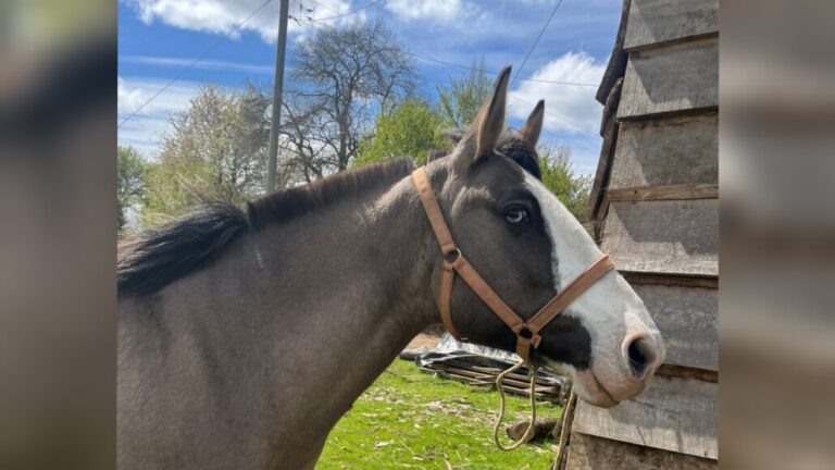 Ocultos en un predio de Los Ángeles: Recuperan dos caballos tras ser robados