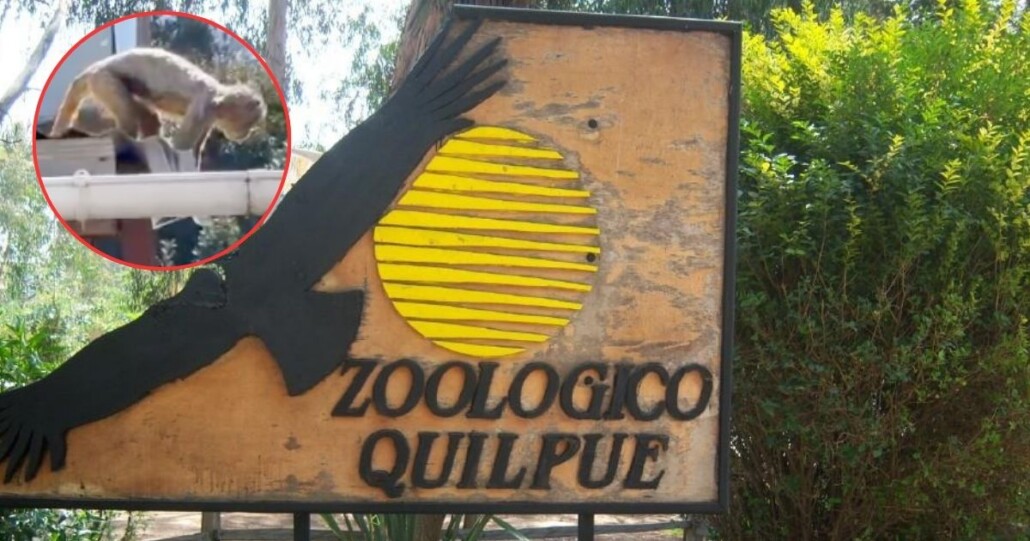 Primero una pitón y ahora un mono: animal se escapó del zoológico de Quilpué y paseó por los techos de una casa