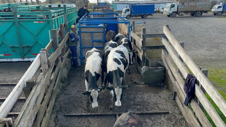 Autoridades destacan aumento de fiscalizaciones para el control de venta de animales en el Biobío