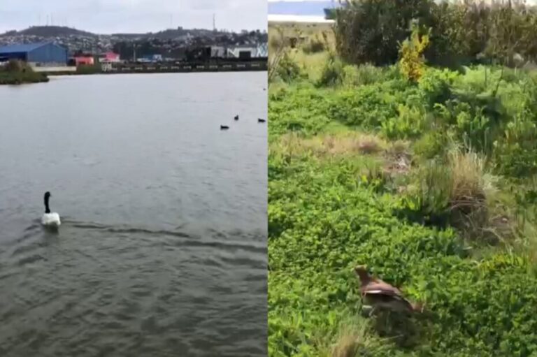 Liberan cisne de cuello negro y tiuque gracias al trabajo de rehabilitación en el Biobío  