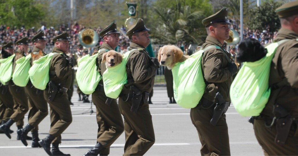 Perritos de Carabineros se roban el show en la Parada Militar 2024 con ovacionada participación