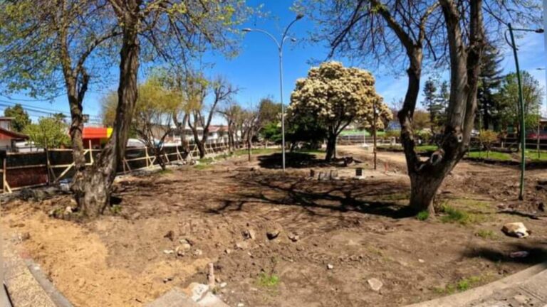 Comienzan la extracción de árboles en la Plaza Cívica de Laja