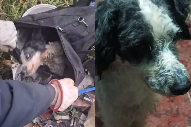 Investigan grave caso de maltrato animal en Renca: Perrito fue amarrado y abandonado en un bolso