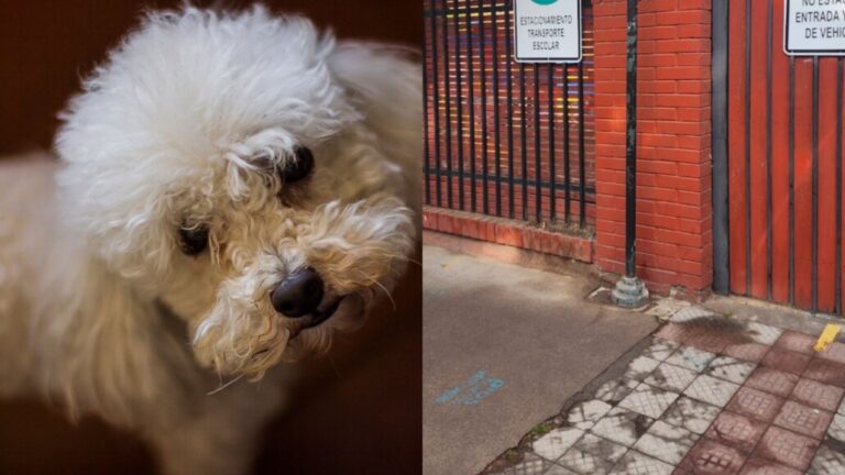 Vecino denuncia que su perrito murió electrocutado al orinar en un poste mientras paseaba en Ñuñoa