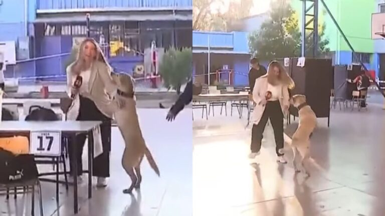 «¡Ay no, perrito!»: Periodista de TVN sufre hilarante impasse en vivo desde local de votación