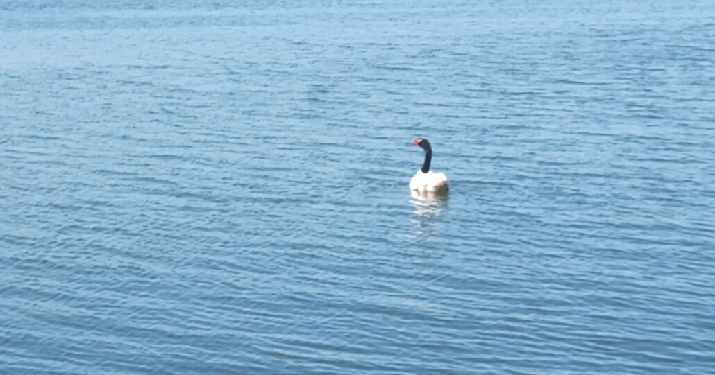 Liberan a cisne de cuello negro en el Biobío tras una larga rehabilitación luego de un rescate 