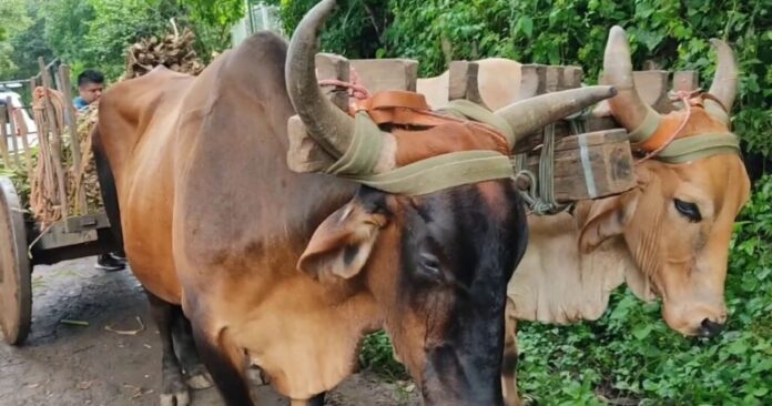 Aseguran que sujetos habrían amenazado a Concejala de Mulchén con quemarle la casa tras denunciar maltrato animal