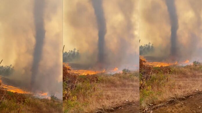 Tornado de fuego es registrado en la Araucanía