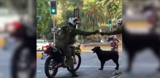 carabinero perro video santiago