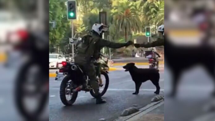 carabinero perro video santiago